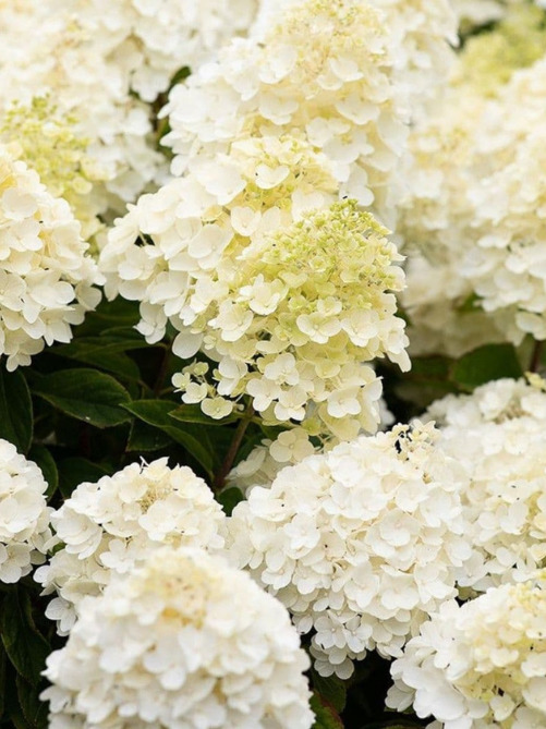 Гортензія Summer Snow